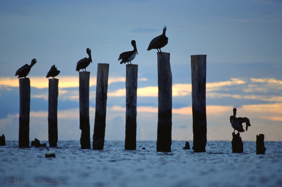 Pelicans at Naples bay, FL, USA
